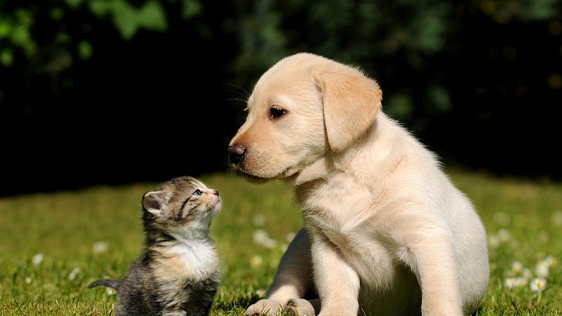 Cute pets
