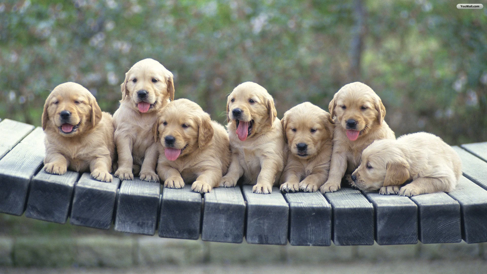 Cute pets
