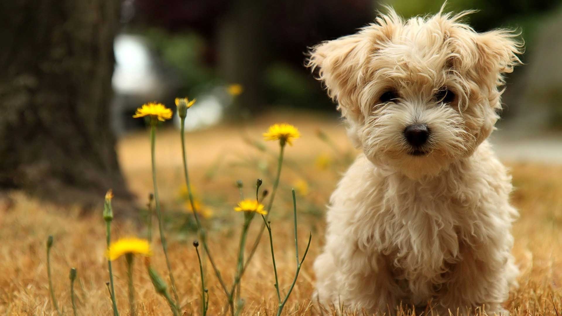 Cute pets